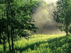 woud-natuur-groene-mist-achtergrond