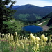 bergen-natuur-wildflower-weide-achtergrond