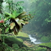 brazilie-natuur-jungle-woud-achtergrond
