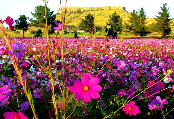bloemen-cosmea-wildflower-weide-achtergrond