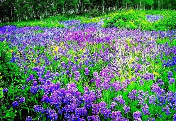 bloemen-lavendel-echte-paarse-achtergrond