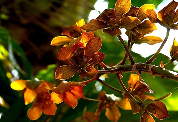 bloemen-orchidee-flora-voorjaar-achtergrond