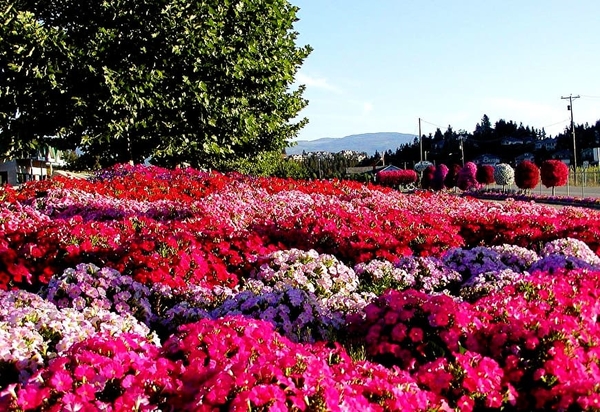 bloemen-struik-roze-botanische-tuin-achtergrond