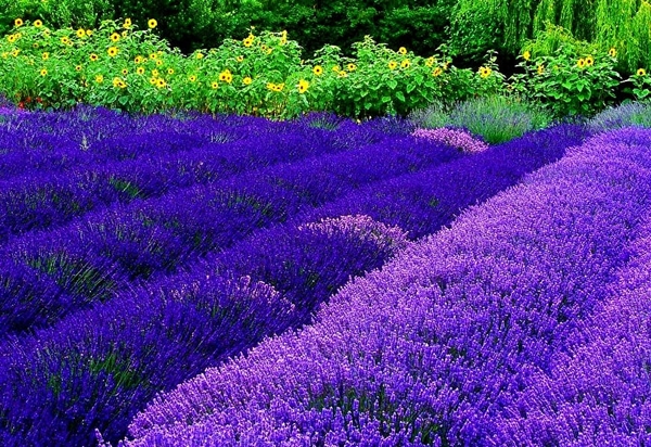 echte-lavendel-bloemen-paarse-achtergrond