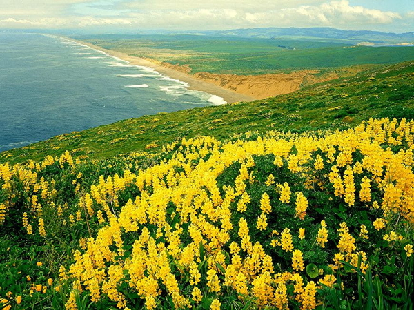 landschappen-bloemen-bergen-gele-achtergrond