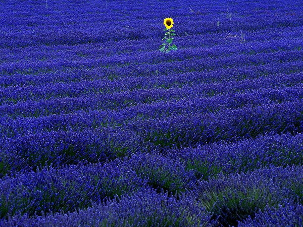 lavendel-echte-diepblauwe-bloemen-achtergrond