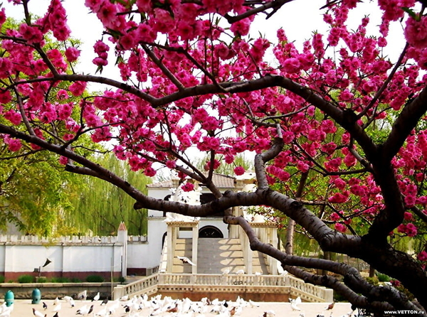 monument-bloemen-voorjaar-bloesem-achtergrond