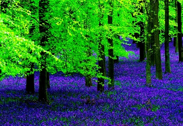 natuur-woud-lavendel-groene-achtergrond