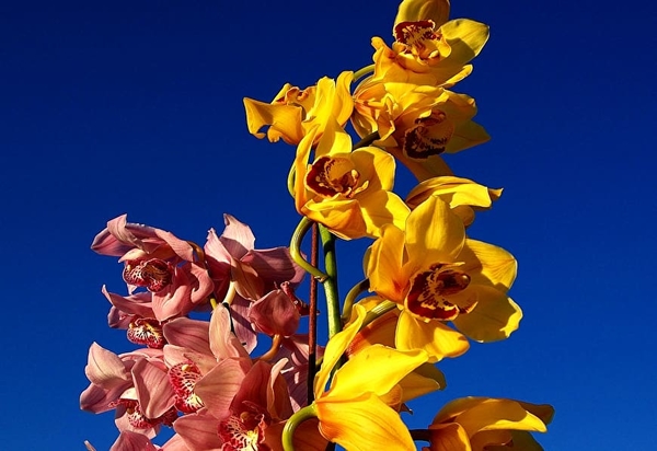 orchidee-bloemen-blauwe-bloemblad-achtergrond