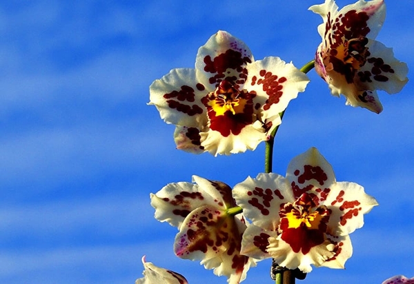 orchidee-bloemen-bloemblad-bloesem-achtergrond