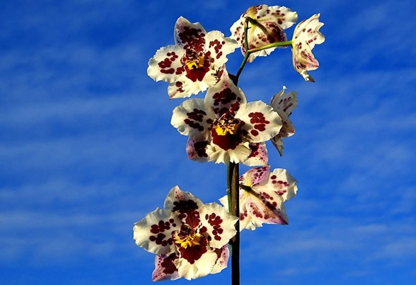 orchidee-bloemen-voorjaar-blauwe-lucht-achtergrond