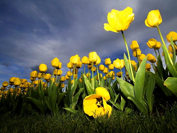 papaver-bloemen-gele-voorjaar-achtergrond
