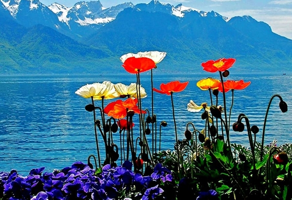 papaver-natuur-bloemen-bergen-achtergrond