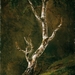 johan_christian_dahl_-_study_of_a_birch_tree_-_google_art_project