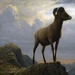 study_of_a_bighorn_ram_by_bierstadt