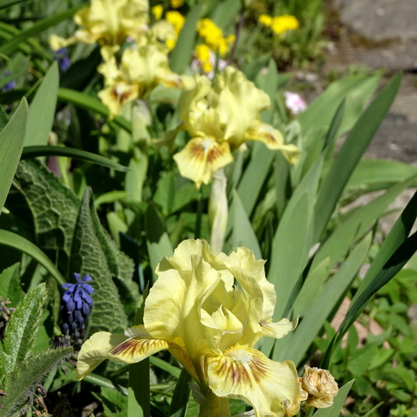 DSC01390Eyebright