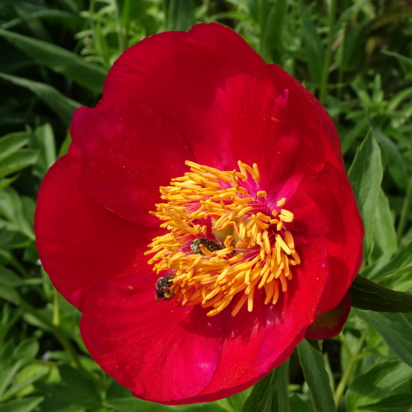 DSC01652Paeonia peregrina 'J.C. Weguelin'