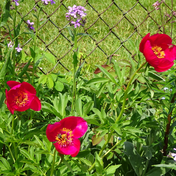 DSC01707Paeonia peregrina 'J.C. Weguelin'