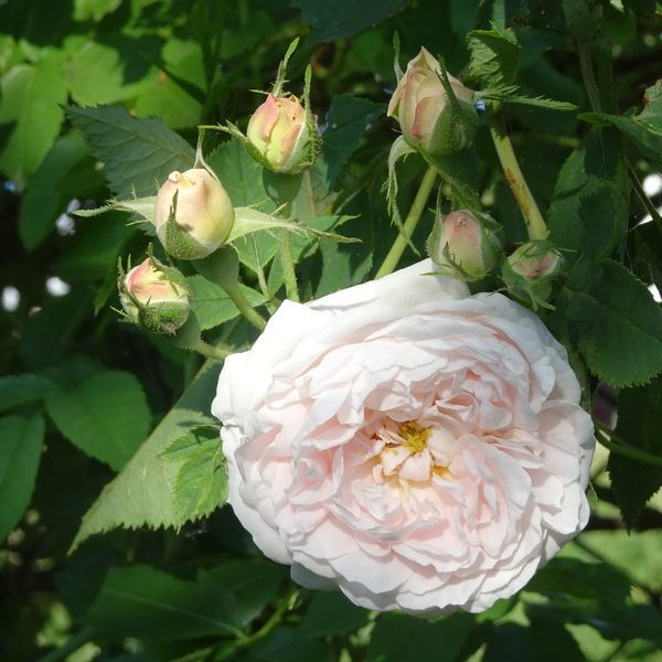 DSC04025Coquette des Blanches