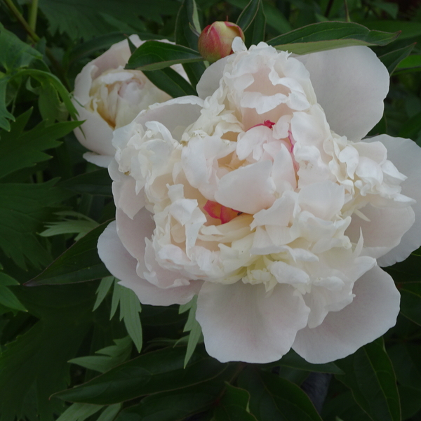 https://americanpeonysociety.org/cultivars/peony-registry/norma-volz/