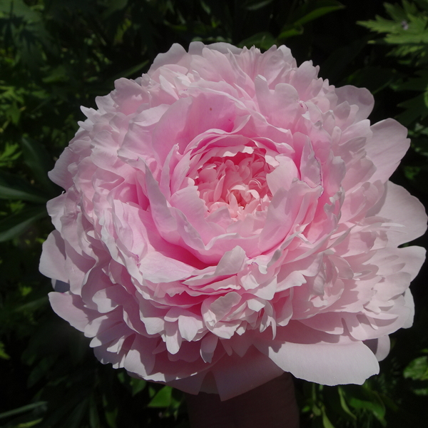 DSC04413Albert Crousse