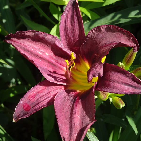 DSC05130Minstrel Boy