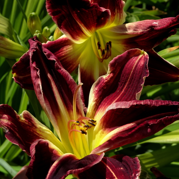 DSC05132Spirit of Freedom