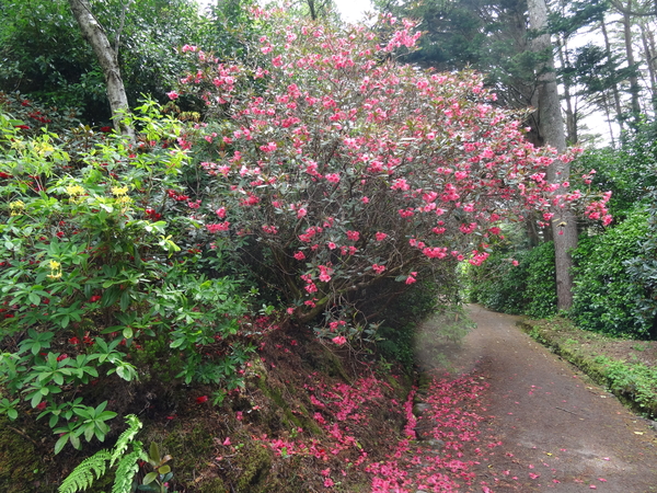 4D Inverewe Gardens _DSC00078