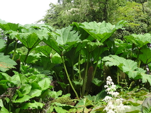 4D Inverewe Gardens _DSC00080