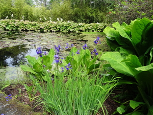 4D Inverewe Gardens _DSC00082