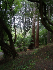 4D Inverewe Gardens _DSC00092