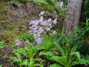 4D Inverewe Gardens _DSC00106