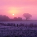 natuur-zonsopkomst-ochtend-veld-achtergrond