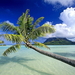 strand-natuur-tropen-palmboom-achtergrond