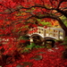 japan-natuur-herfst-rode-achtergrond (1)