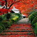 japan-natuur-herfst-rode-achtergrond