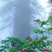 landschappen-natuur-groene-mist-achtergrond