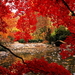 herfst-natuur-rode-esdoorn-achtergrond