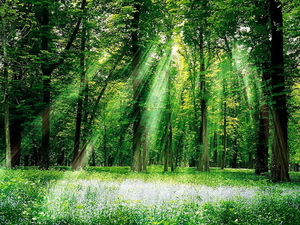 woud-natuur-groene-oudgroeiend-bos-achtergrond