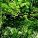 woud-natuur-jungle-groene-achtergrond