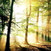 woud-natuur-zonlicht-mist-achtergrond