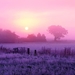verenigd-koninkrijk-natuur-zonsopkomst-ochtend-achtergrond