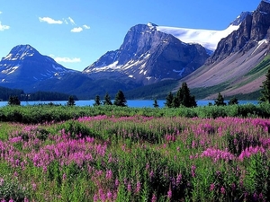 bergen-natuur-canada-bloemen-achtergrond