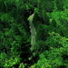 hdr-fotos-natuur-woud-groene-achtergrond