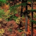 woud-natuur-noordelijk-hardhoutbos-oudgroeiend-bos-achtergrond