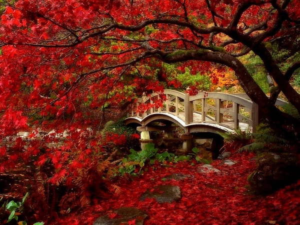brug-natuur-herfst-rode-achtergrond