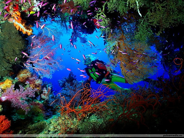 kleurrijke-vissen-natuur-koraalrif-aquarium-achtergrond