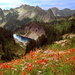 rotsen-bergen-natuur-wildflower-achtergrond