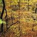 woud-herfst-natuur-noordelijk-hardhoutbos-achtergrond