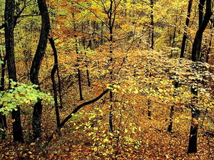 woud-herfst-natuur-noordelijk-hardhoutbos-achtergrond